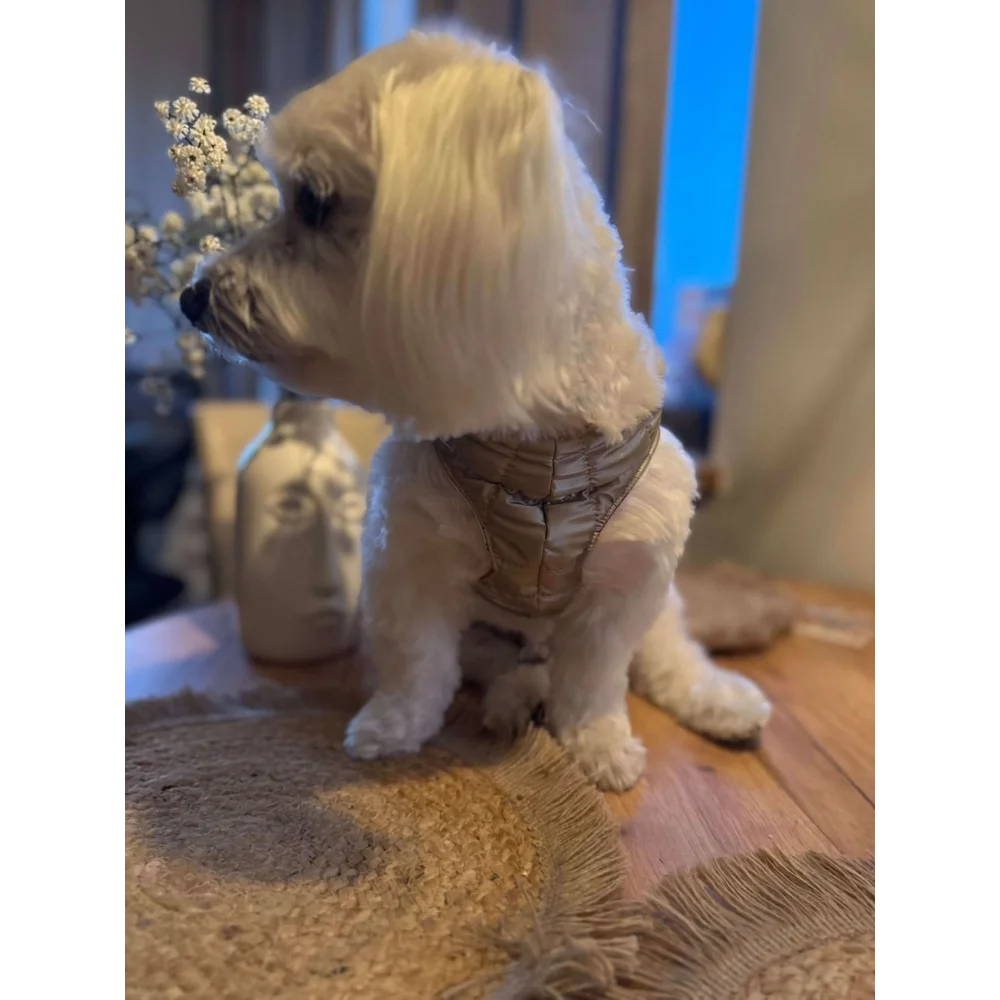 A fluffy white dog wearing silky paw premium szelki dla psa in metallic gold szampański harness