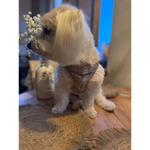 A fluffy white dog wearing silky paw premium szelki dla psa in metallic gold szampański harness