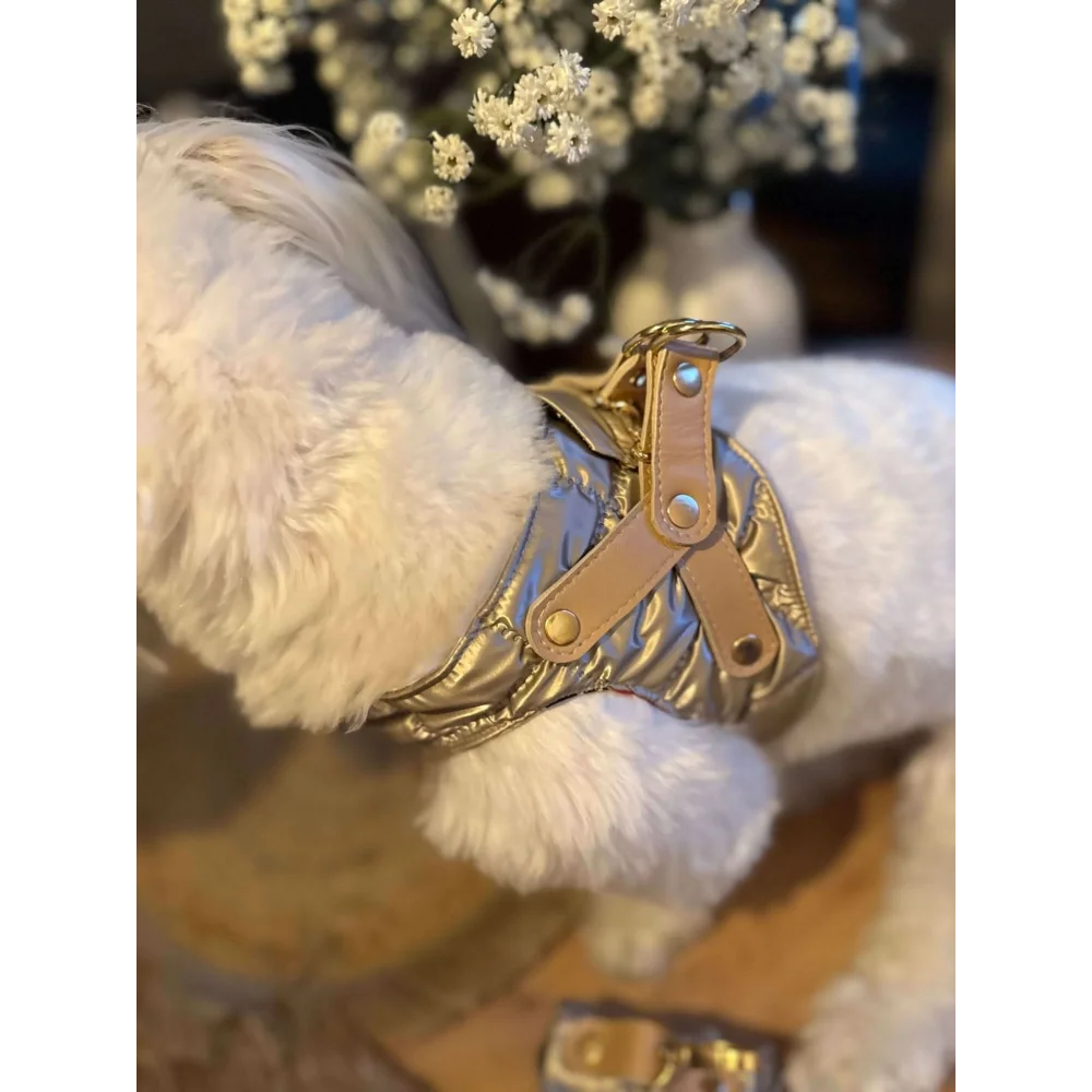 Silky paw premium szelki dla psa gold quilted harness with tan leather straps and silver metal hardware in szampański color