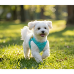 A fluffy white dog wearing a teal silky paw premium szelki dla psa with adjustable obwód szyi for comfort
