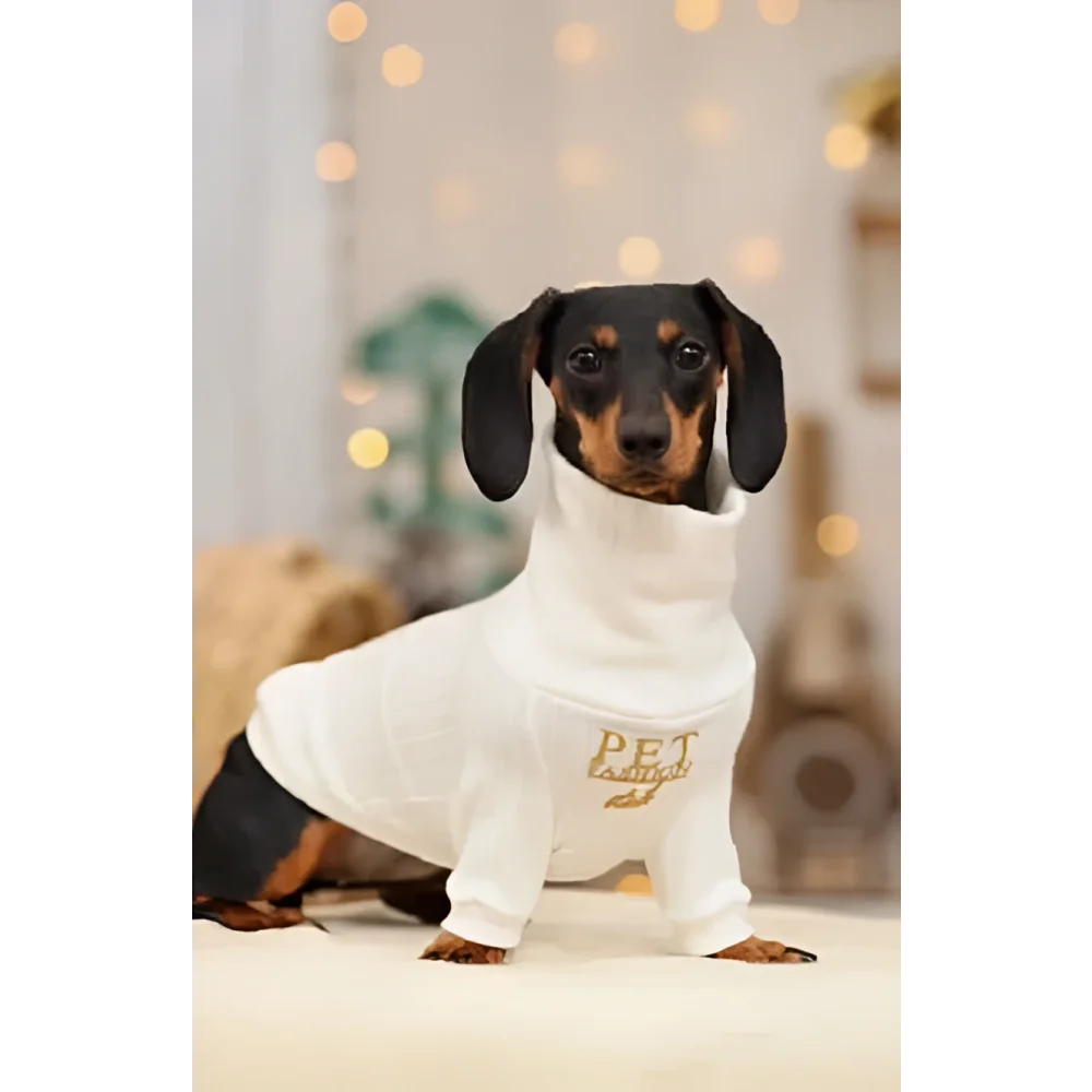 A dachshund wearing a white long-sleeved sweterek z naturalnej wełny dla małych ras with gold pet embroidery