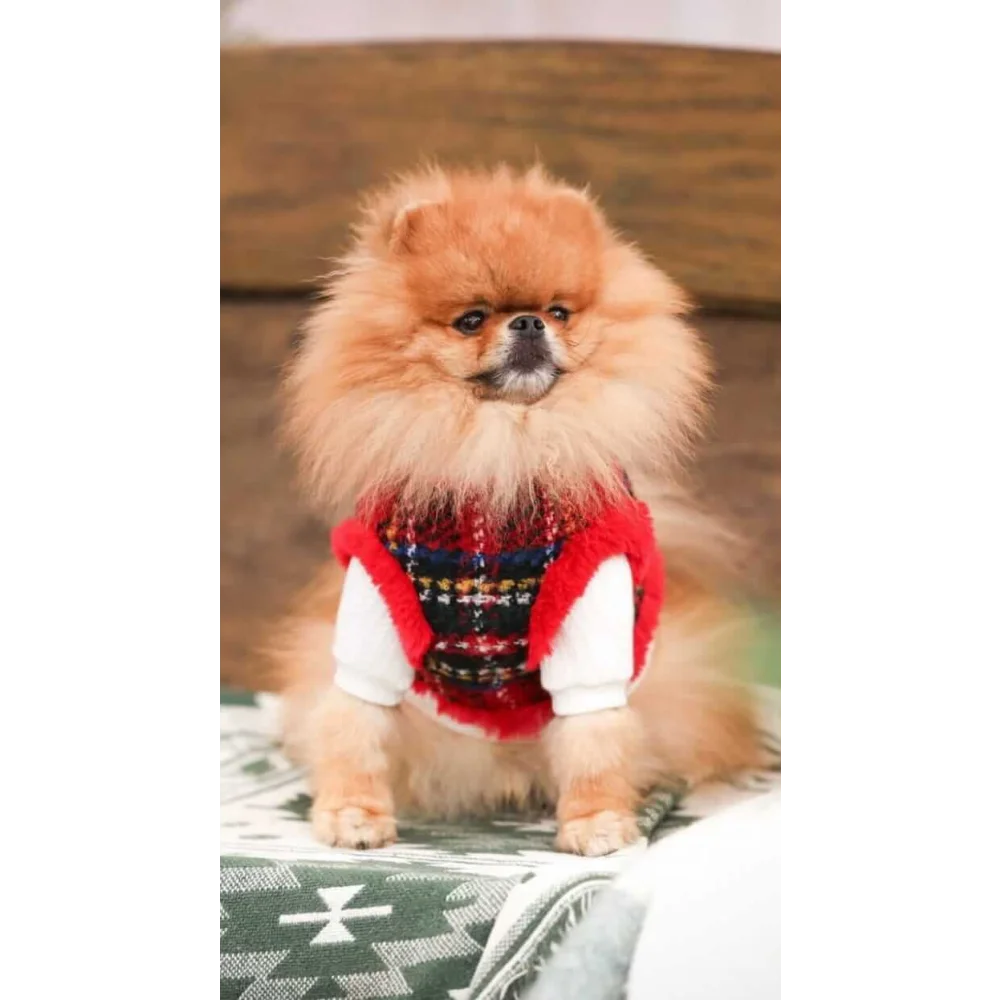 Fluffy orange pomeranian wearing a colorful geometric sweterek z naturalnej wełny dla małych ras