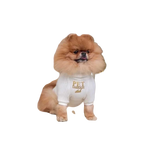 Fluffy orange pomeranian wearing a cream wool turtleneck sweater for dogs with pet fashion club embroidery dla psa