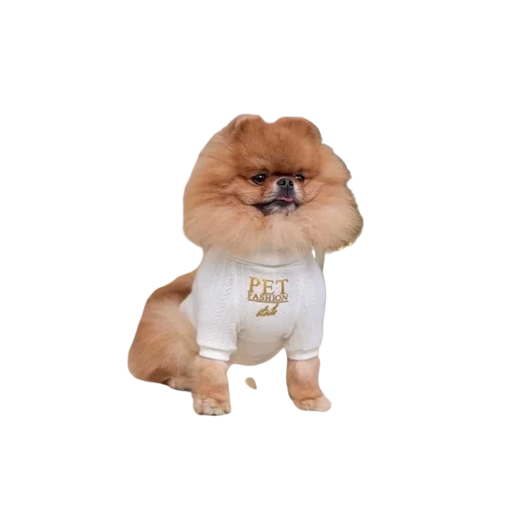 Fluffy orange pomeranian wearing a cream wool turtleneck sweater for dogs with pet fashion club embroidery dla psa