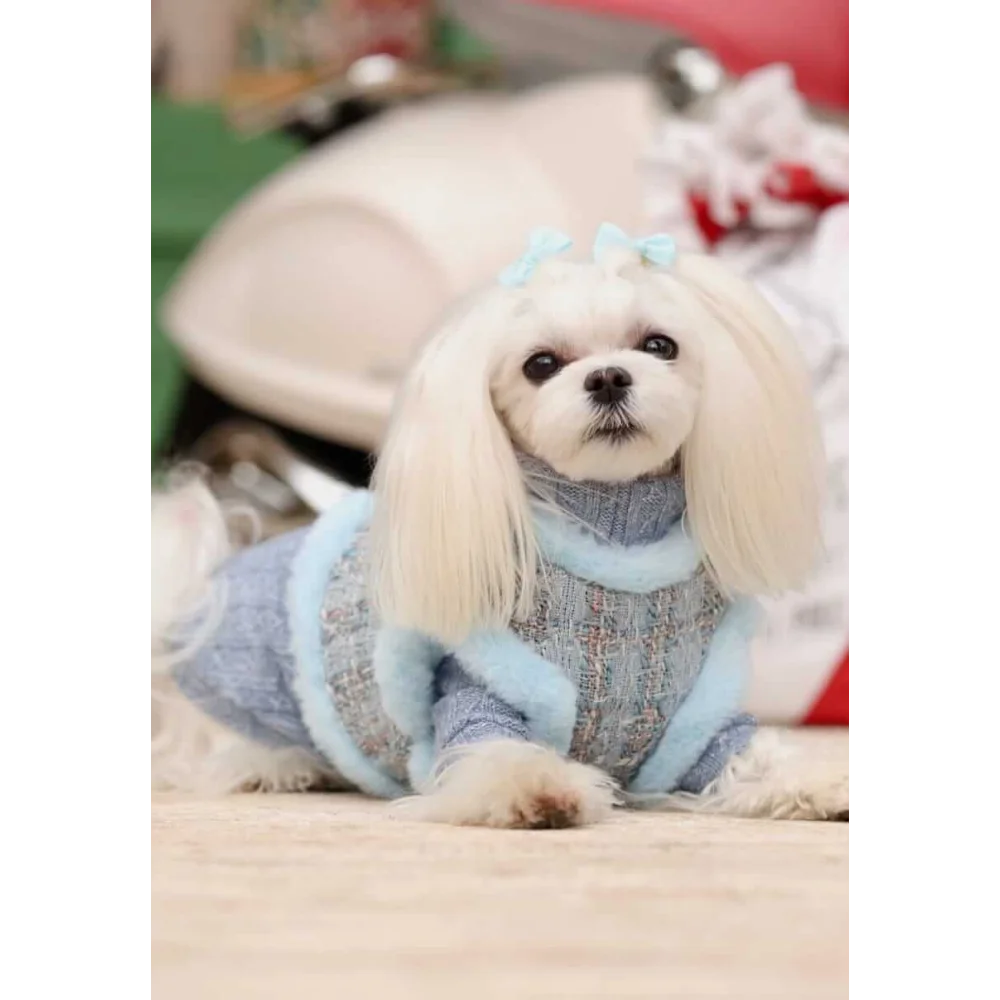A fluffy white dog in a niebieski sweterek wełniany z wywijanym golfem dla psa pet fashion etoile