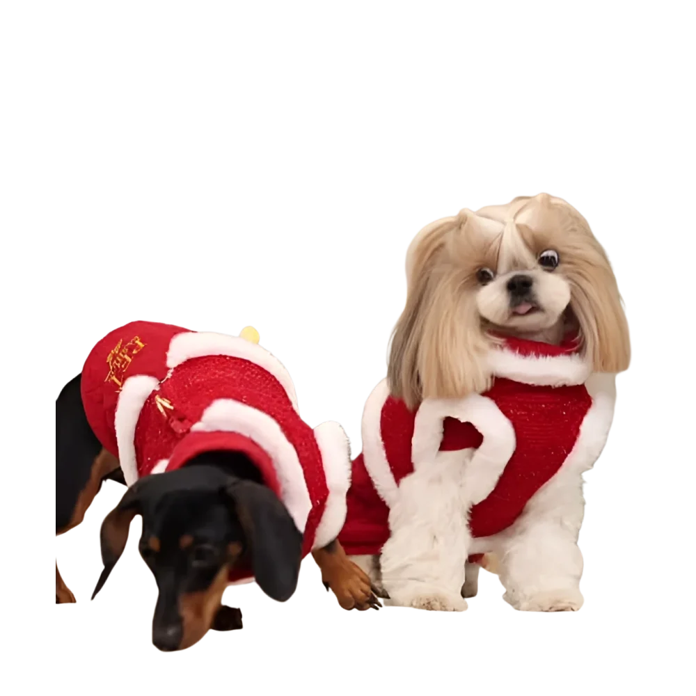 Two small dogs wearing festive red and white sweterek z naturalnej wełny and szelki tweedowe z futerkiem