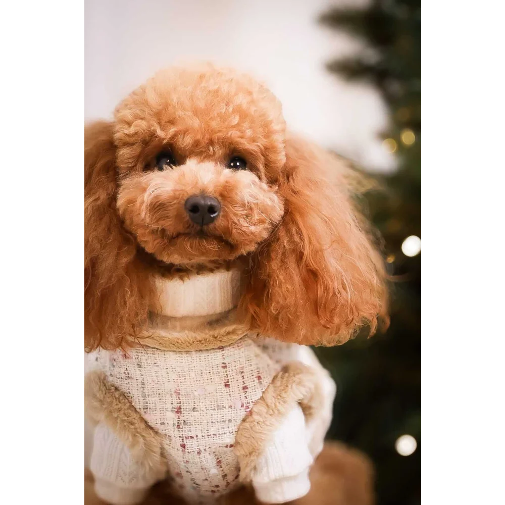 A fluffy apricot poodle wearing a beige zestaw 2w1 dog harness and sweater with naturalne ciepło and obwód klatki fit