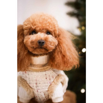 A fluffy apricot poodle wearing a beige zestaw 2w1 dog harness and sweater with naturalne ciepło and obwód klatki fit