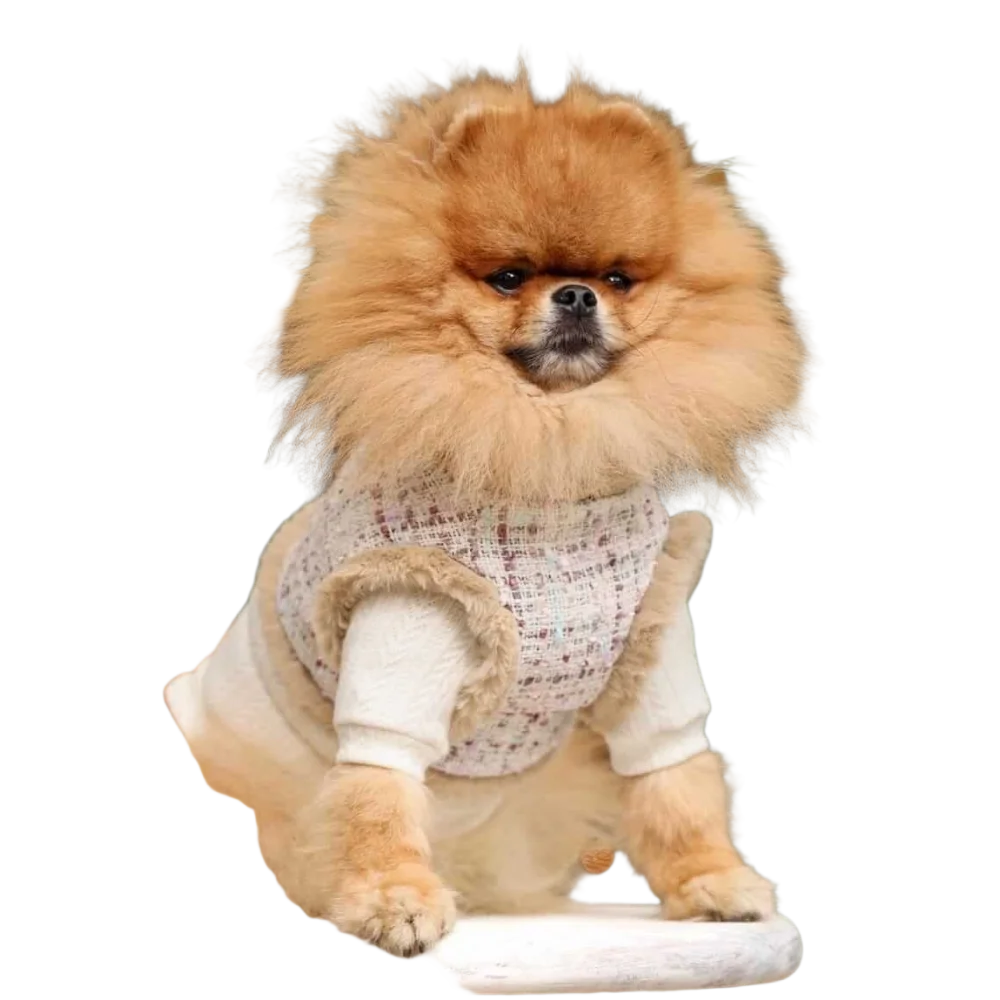 Fluffy tan pomeranian wearing a beige zestaw 2w1 for psa with naturalne ciepło and adjustable obwód klatki
