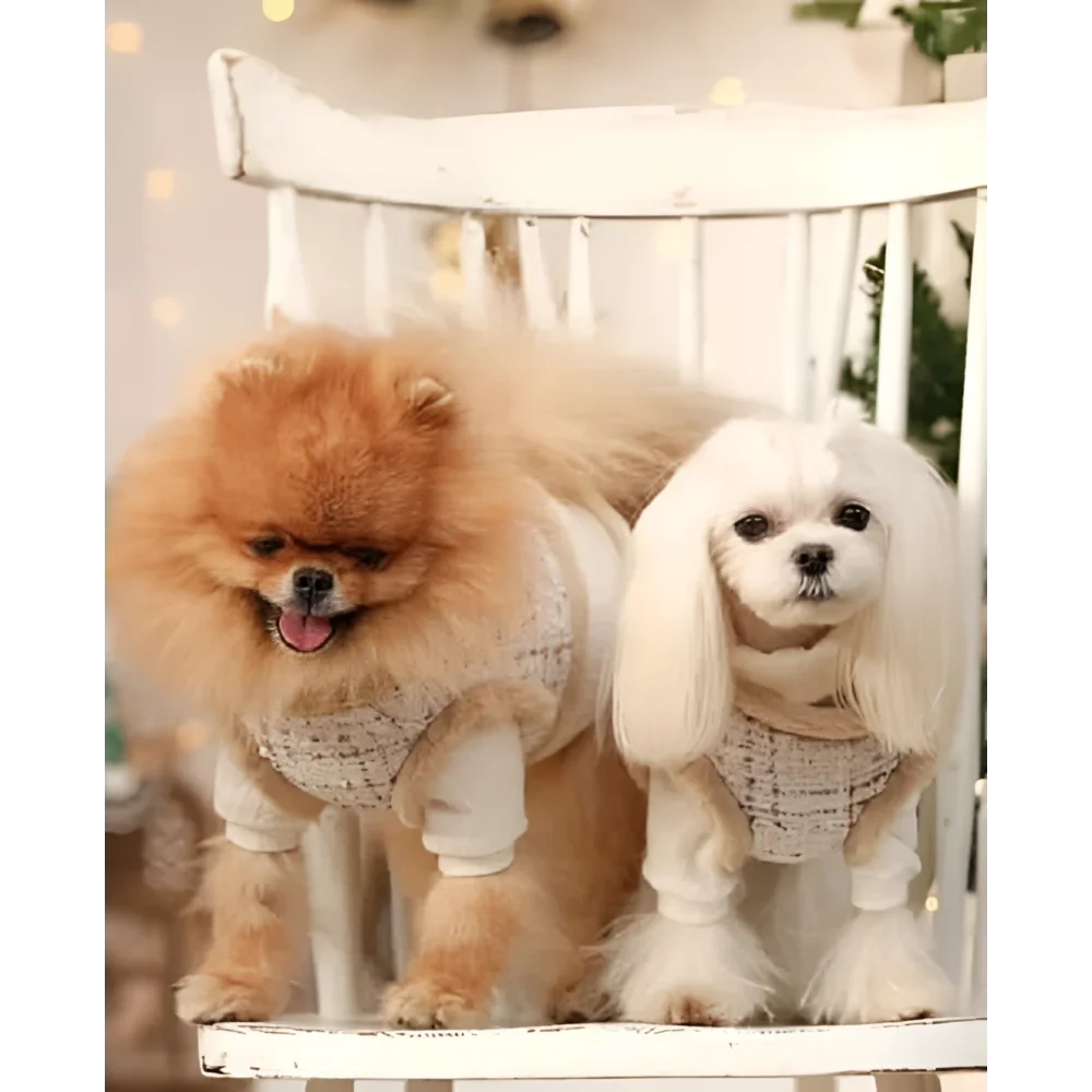Fluffy orange and white pomeranian wearing beige zestaw 2w1 for psa with naturalne ciepło and adjustable obwód klatki