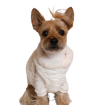 A fluffy tan yorkshire terrier wearing a cozy white knitted sweater with bezuciskowe szelki in zestaw 2w1 dla psa kremowy