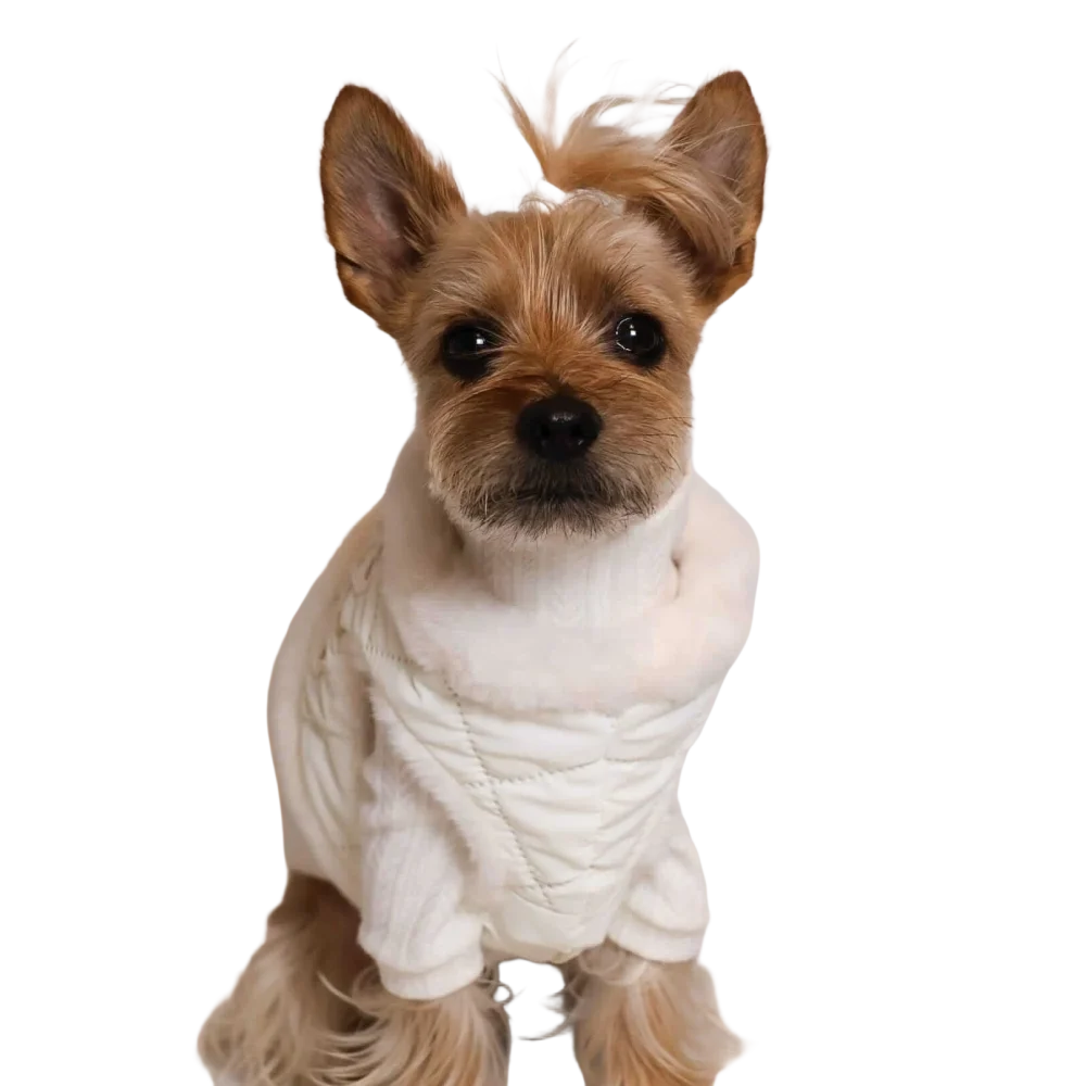 A fluffy tan yorkshire terrier wearing a cozy white knitted sweater with bezuciskowe szelki in zestaw 2w1 dla psa kremowy