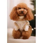 A fluffy light brown poodle wearing zestaw 2w1 dla psa beżowe with naturalne ciepło and adjustable obwód klatki