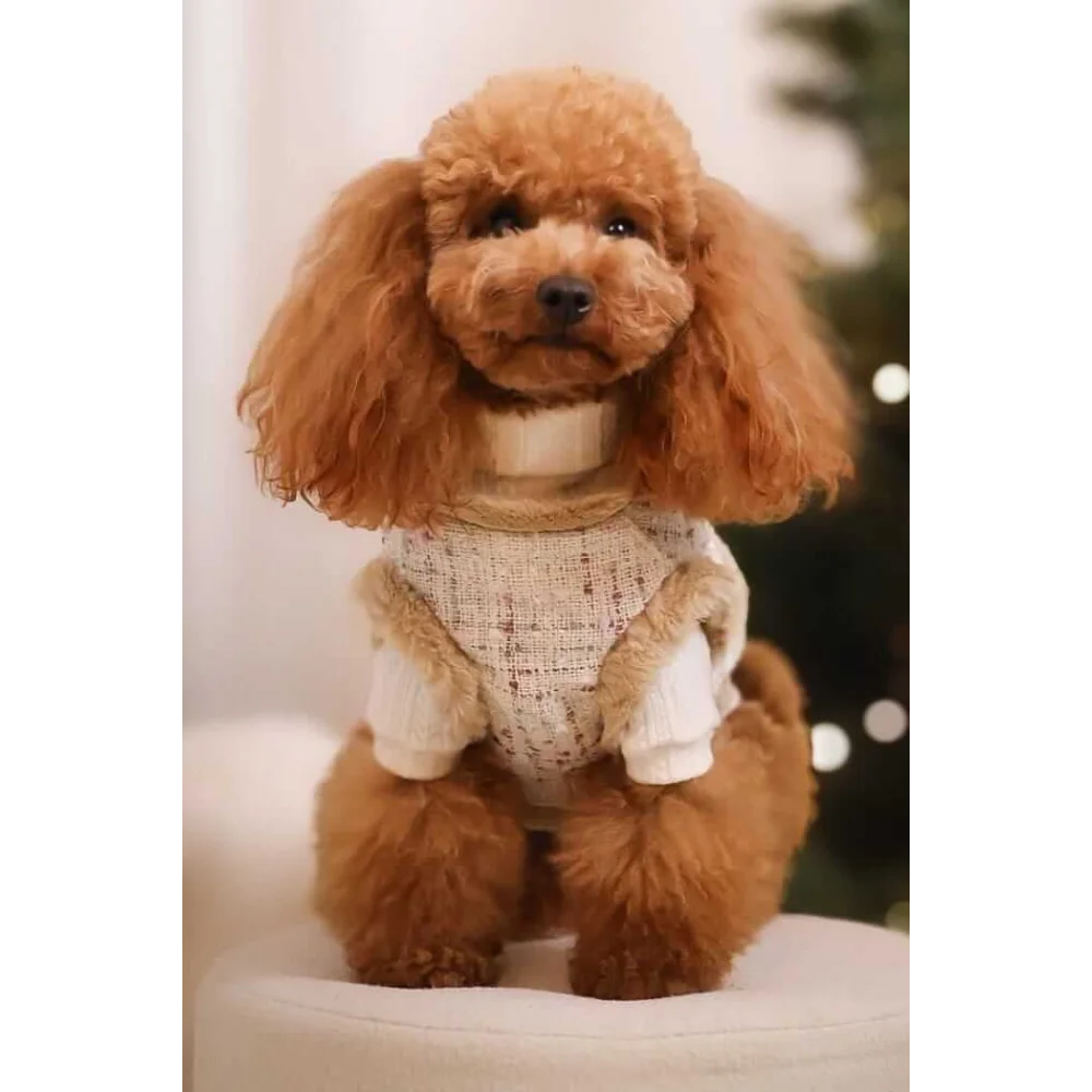 A fluffy light brown poodle wearing zestaw 2w1 dla psa beżowe with naturalne ciepło and adjustable obwód klatki