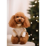 A fluffy light brown poodle wearing zestaw 2w1 beżowe with sweterek knit sweater providing naturalne ciepło and adjustable obwód klatki