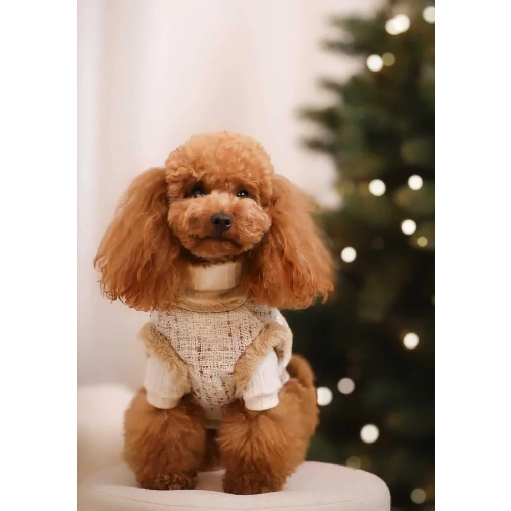 A fluffy light brown poodle wearing zestaw 2w1 beżowe with sweterek knit sweater providing naturalne ciepło and adjustable obwód klatki