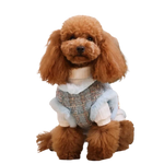 A fluffy brown poodle wearing a ręcznie wykonany zestaw 2w1 dla psa with a blue and gray tweed vest and white knit sleeves