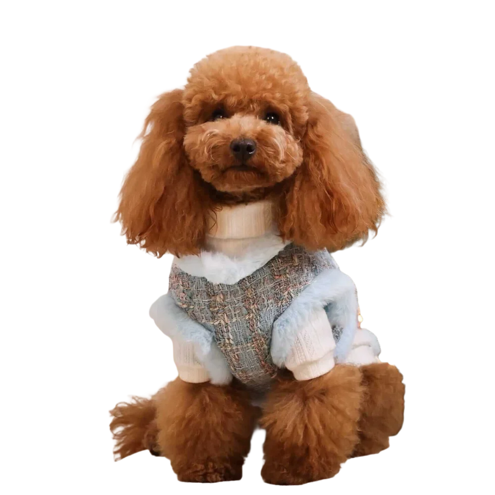 A fluffy brown poodle wearing a ręcznie wykonany zestaw 2w1 dla psa with a blue and gray tweed vest and white knit sleeves