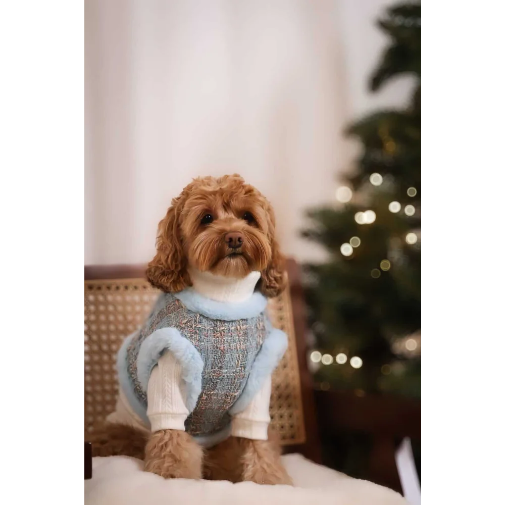 A fluffy brown dog wearing a ręcznie wykonany zestaw 2w1 dla psa niebieski with knit sweater and harness