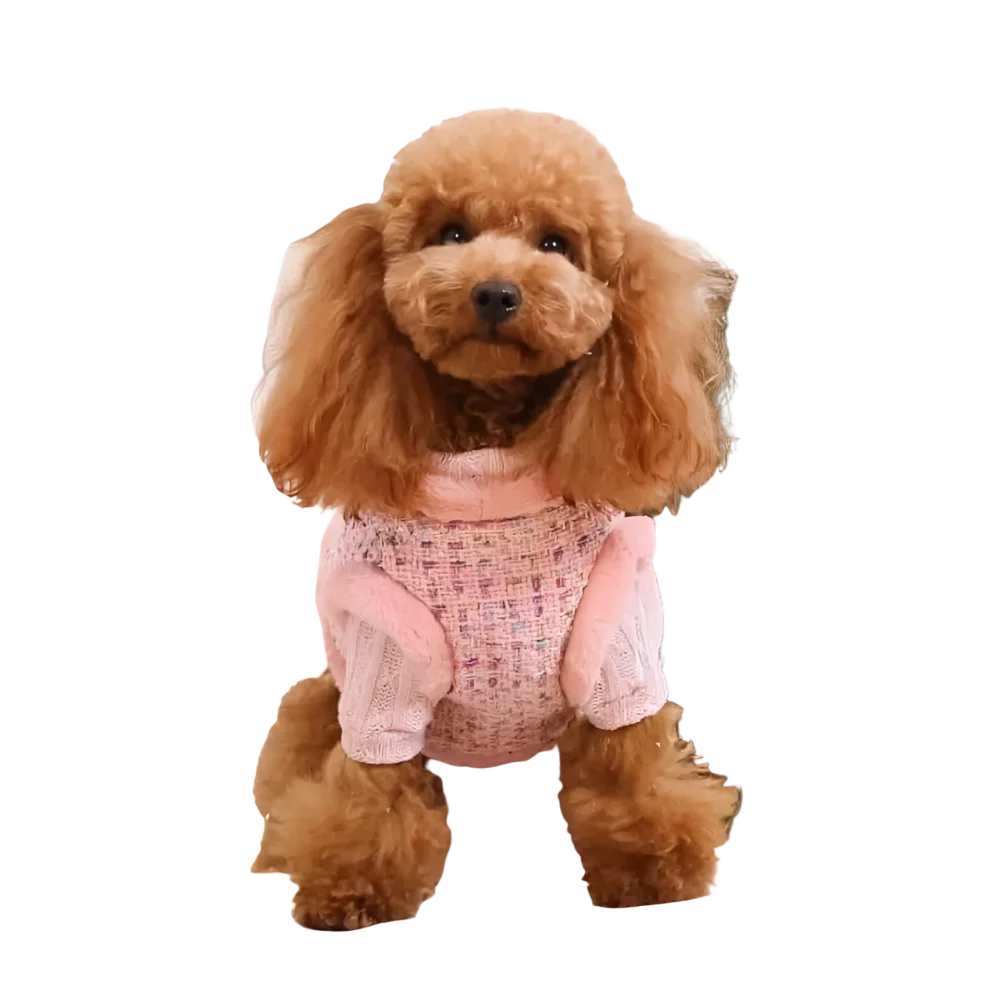 A fluffy brown poodle in a pink tweed vest and knitted arm cuffs showcasing a zestaw 2w1 dla psa from naturalnej wełny