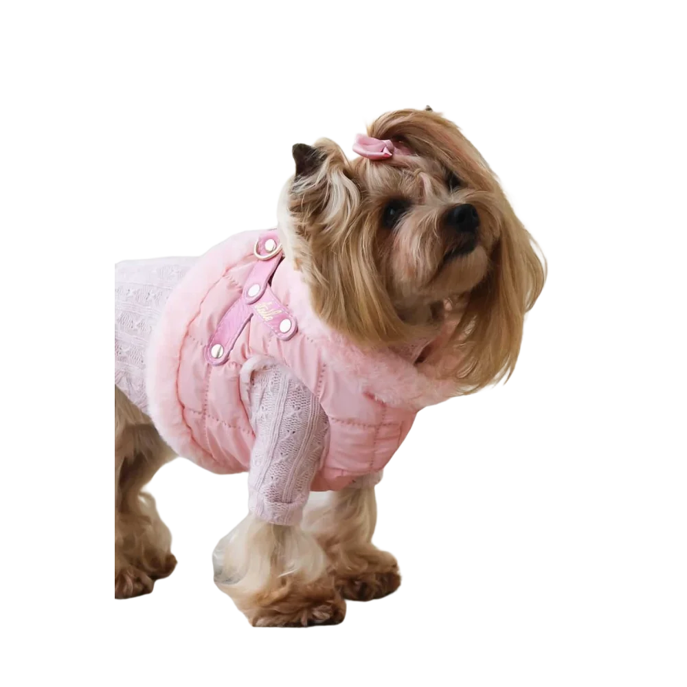 A fluffy yorkshire terrier wearing a różowy zestaw 2w1 dla psa with obwód klatki and obwód szyi adjustments