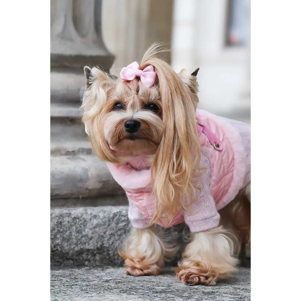 A fluffy yorkshire terrier wearing a pink quilted zestaw 2w1 sweterek with lace trim and bow showing obwód klatki and szyi