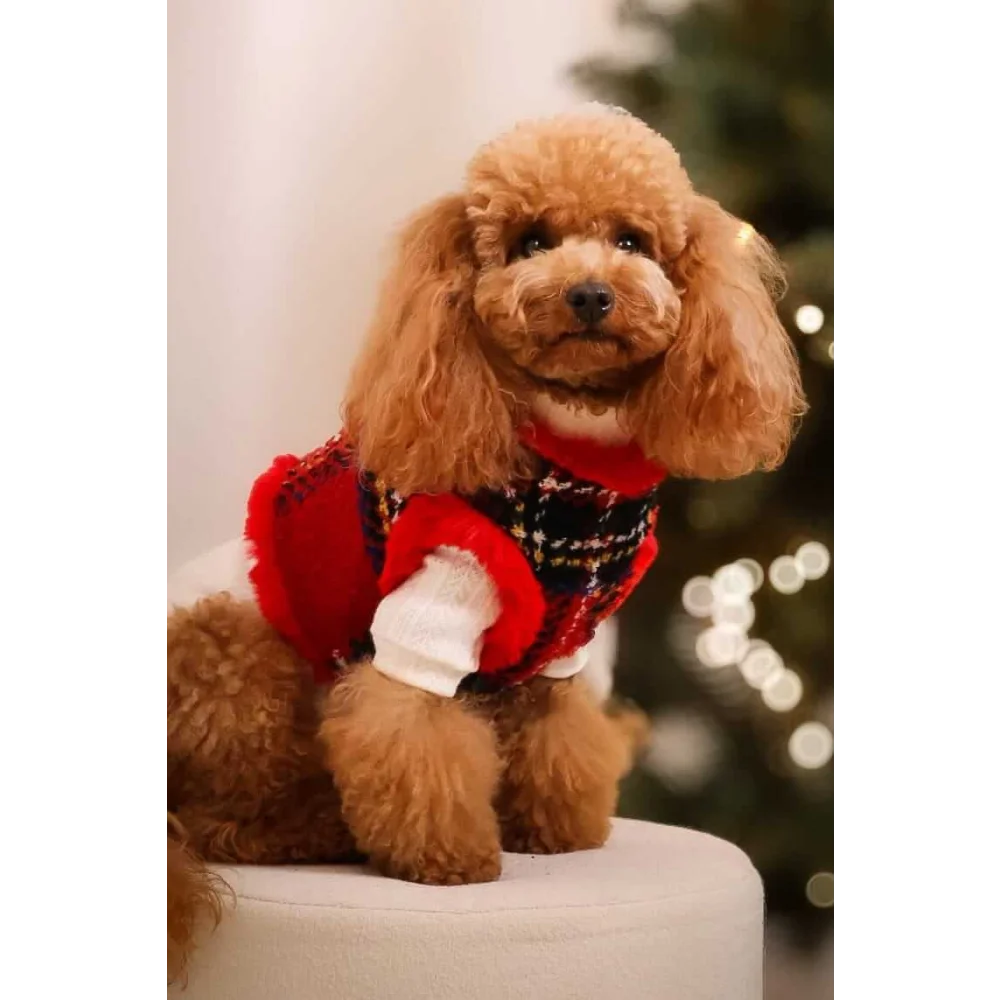 A fluffy brown poodle wearing zestaw 2w1 dla psa with red and black szkocka krata sweterek showing obwód szyi and klatki