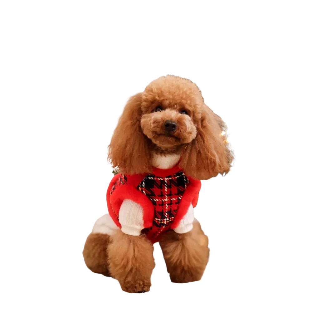 A fluffy brown poodle wearing a zestaw 2w1 dla psa red and black plaid sweterek with adjustable obwód klatki and szyi